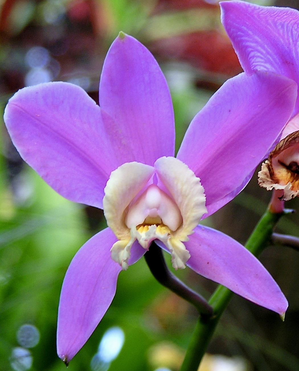 Harrison's cattleya: Cattleya harrisoniana. Berggarten Hannover