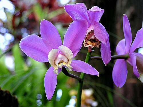 Harrison's cattleya: Cattleya harrisoniana. Berggarten Hannover