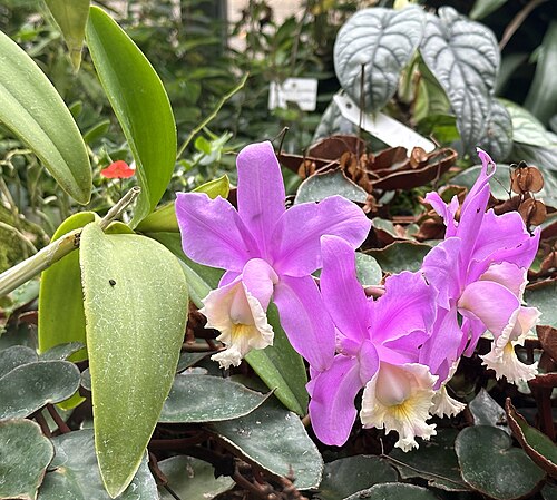 Harrison's cattleya: Cattleya harrisoniana im Botanischen Garten Dresden