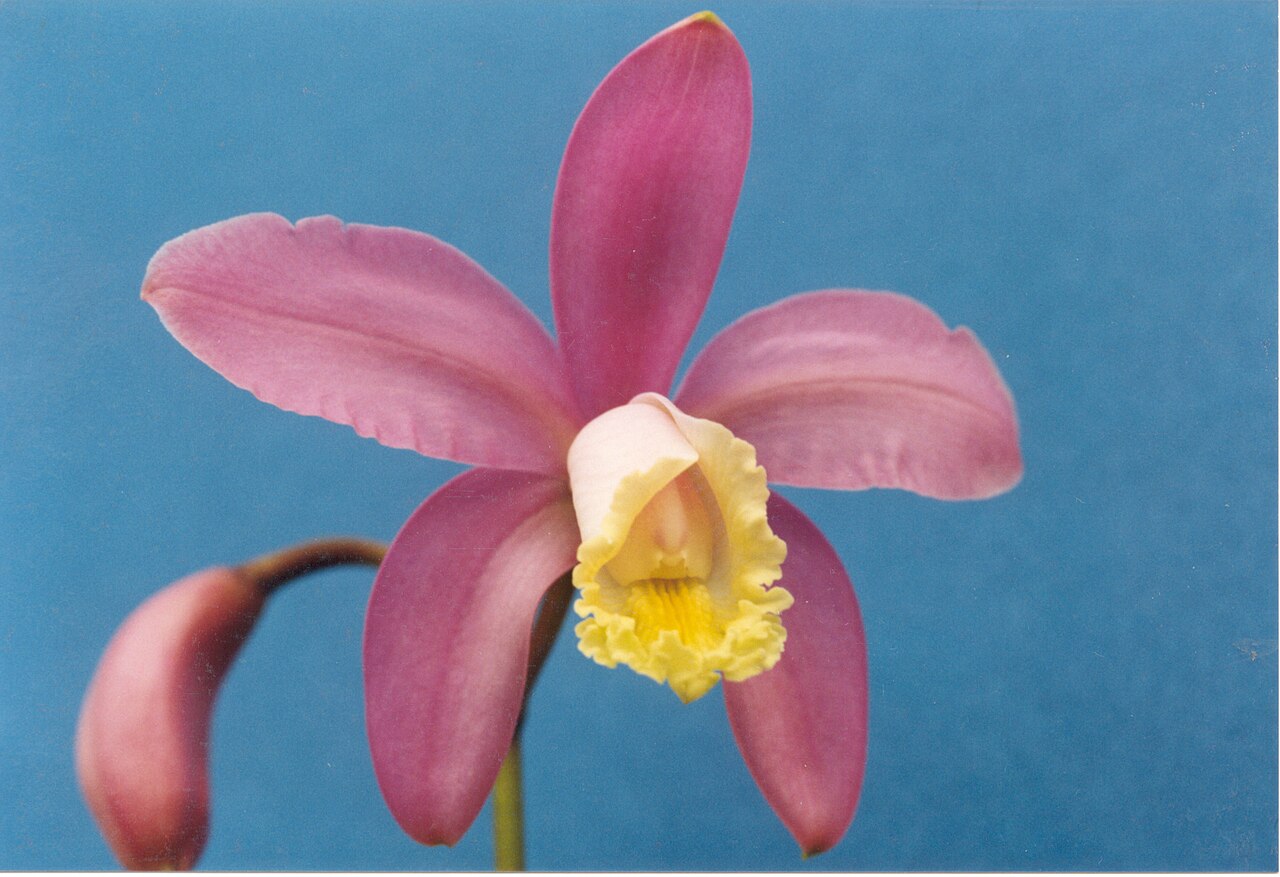 Harrison's cattleya: Cattleya harrisoniana