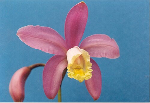 Harrison's cattleya: Cattleya harrisoniana