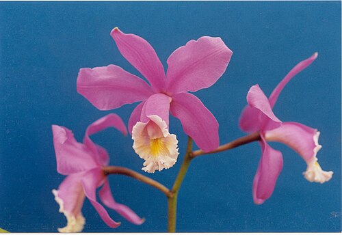 Harrison's cattleya: Cattleya harrisoniana