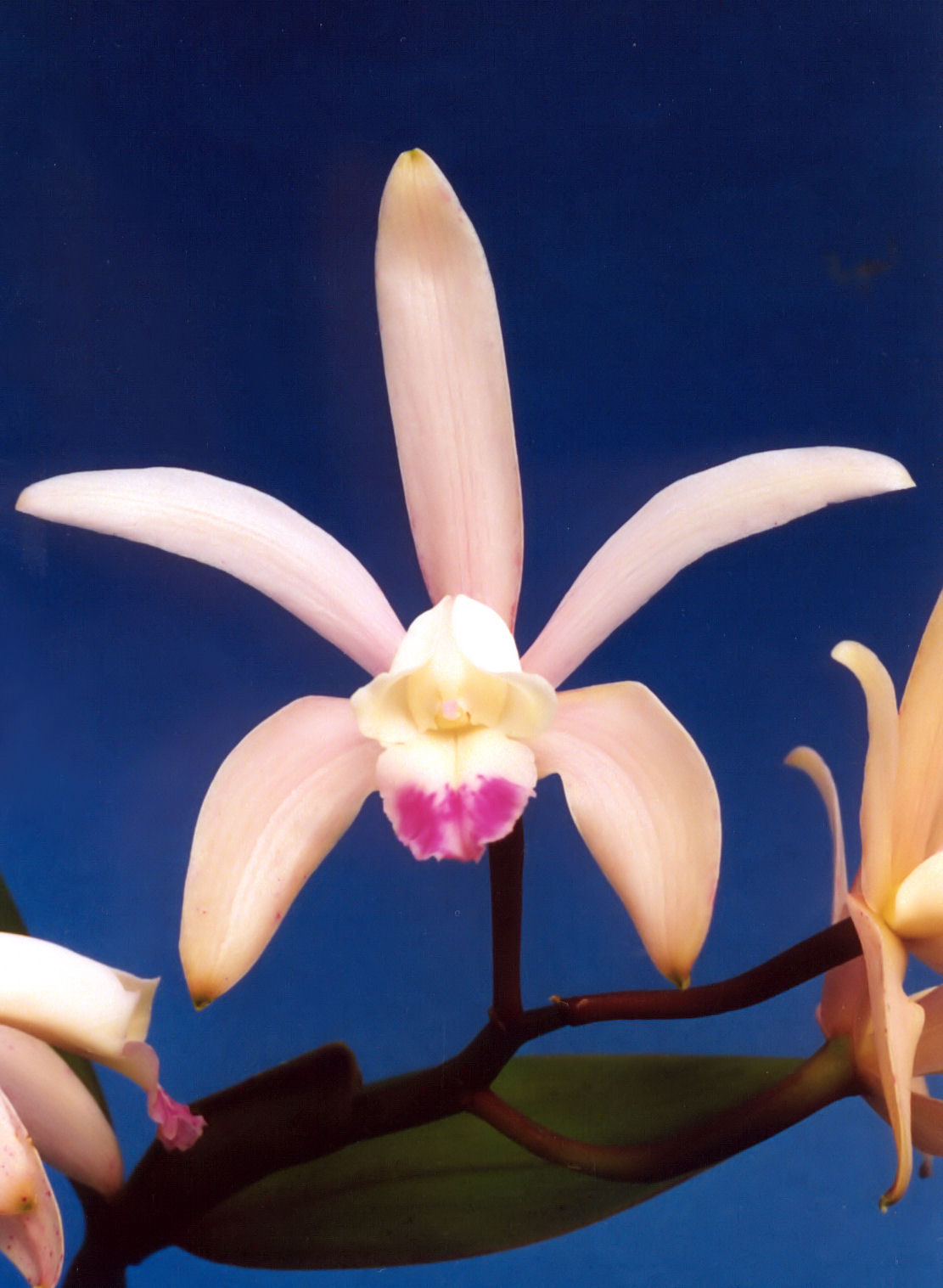 Cattleya intermedia: Cattleya intermedia