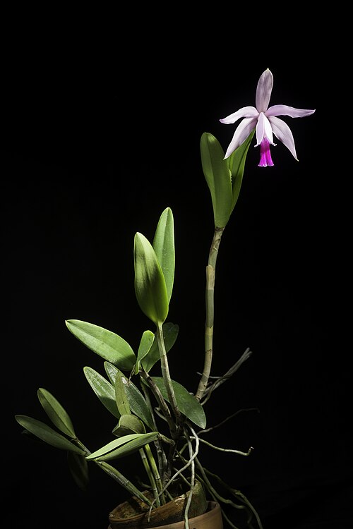 Cattleya intermedia: [Paraty, Brazil / ブラジルパラチ] SUBGENUS Intermediae .mw-parser-output .smallcaps{font-variant:small-caps} Withner , Cattleyas & Relatives 1: 21 (1988). (1988). Dist