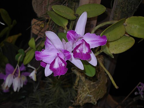 Cattleya intermedia: Cattleya intermedia