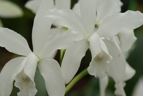 Cattleya intermedia: Cattleya intermedia