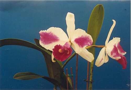 Cattleya intermedia: Cattleya aquinii