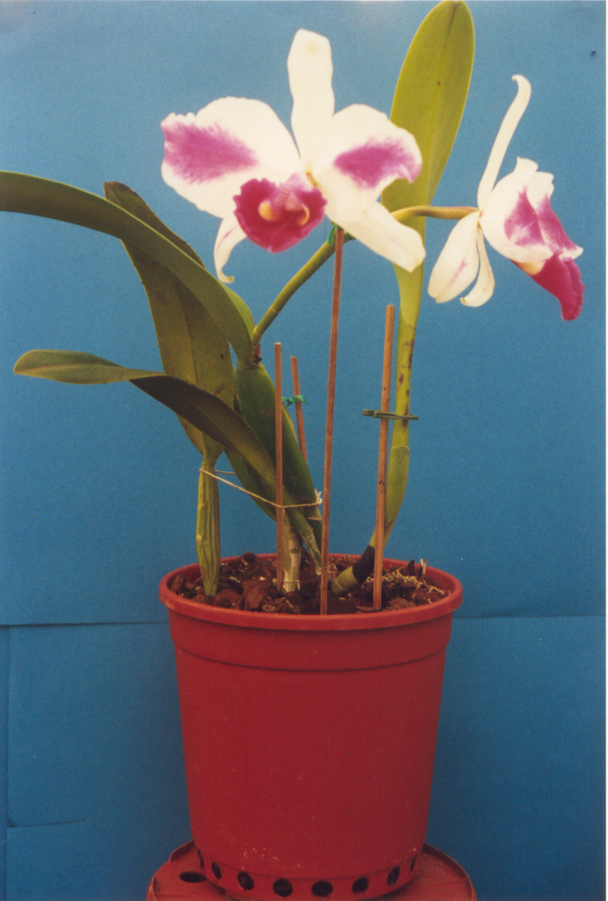 Cattleya intermedia: Cattleya aquinii