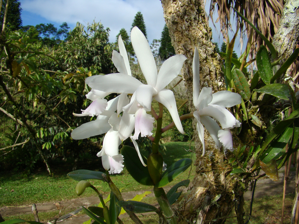 Cattleya intermedia: Cattleya intermedia