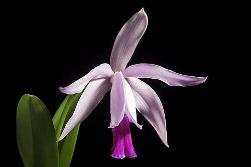Cattleya intermedia: [Paraty, Brazil / ブラジルパラチ] SUBGENUS Intermediae .mw-parser-output .smallcaps{font-variant:small-caps} Withner , Cattleyas & Relatives 1: 21 (1988). (1988). Dist