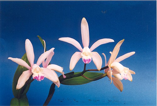 Cattleya intermedia: Cattleya intermedia