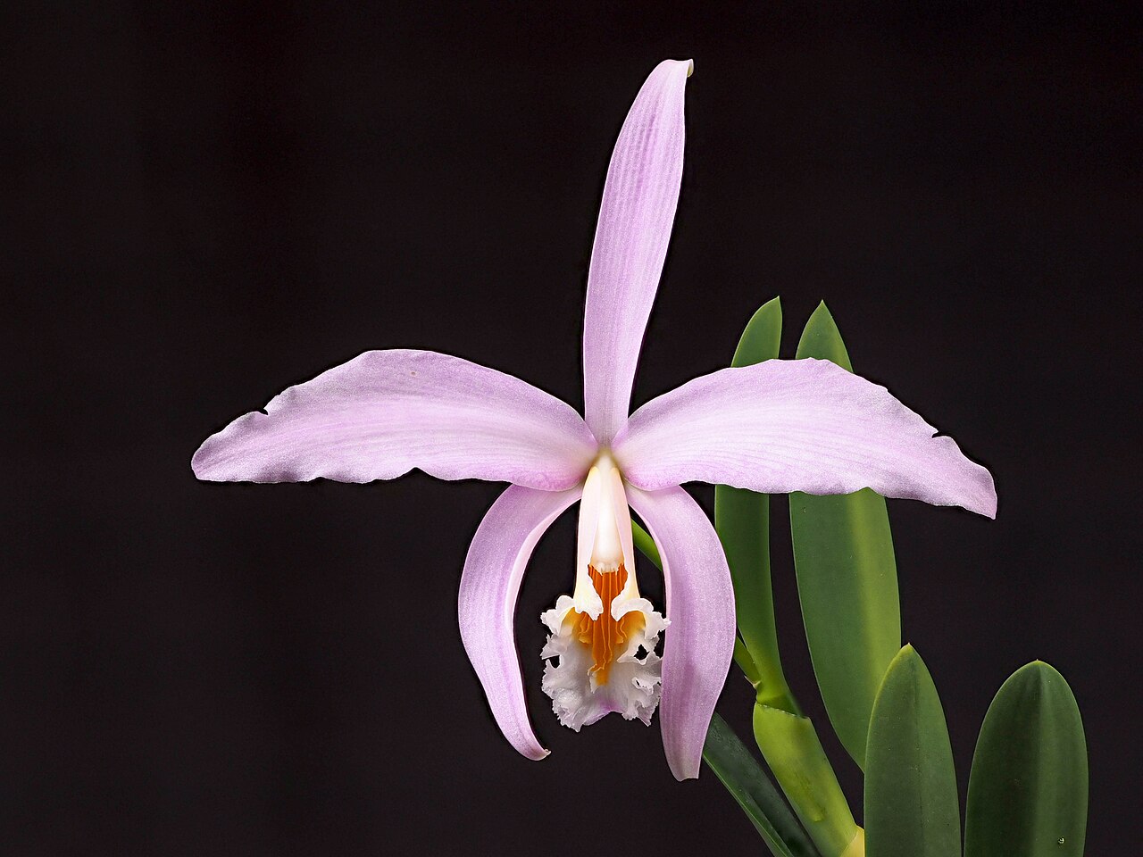 Jonghe's cattleya: From Seattle Orchid. E-M1 in-camera focus stacking with focus differential of 2.
