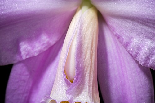 Jonghe's cattleya: [Minas Gerais, Brazil] SUBGENUS Crispae SECTION Hadrolaelia Schlechter Distribution: Brazil (Minas Gerais) (84 BZL) Homotypic Synonyms: Bletia jongheana (Rchb.f