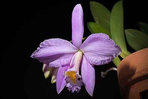 Jonghe's cattleya: [Minas Gerais, Brazil] SUBGENUS Crispae SECTION Hadrolaelia Schlechter Distribution: Brazil (Minas Gerais) (84 BZL) Homotypic Synonyms: Bletia jongheana (Rchb.f