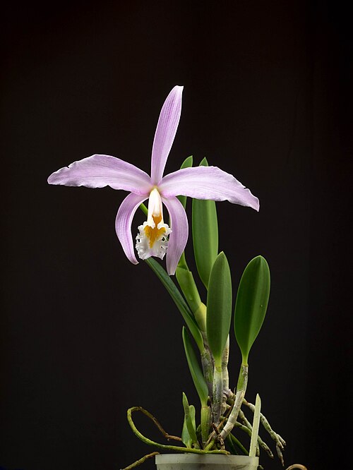 Jonghe's cattleya: From Seattle Orchid.