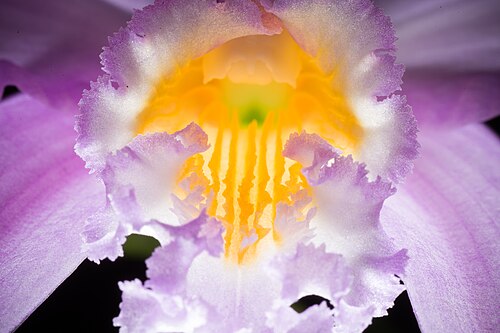 Jonghe's cattleya: [Minas Gerais, Brazil] SUBGENUS Crispae SECTION Hadrolaelia Schlechter Distribution: Brazil (Minas Gerais) (84 BZL) Homotypic Synonyms: Bletia jongheana (Rchb.f