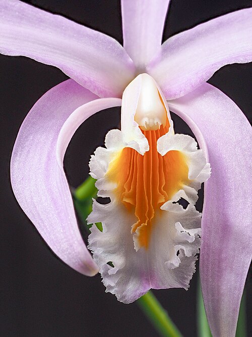 Jonghe's cattleya: From Seattle Orchid. E-M1 in-camera focus stacking with focus differential of 2.
