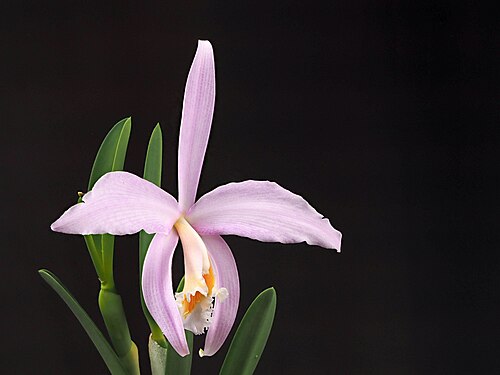 Jonghe's cattleya: From Seattle Orchid. E-M1 in-camera focus stacking with focus differential of 2.