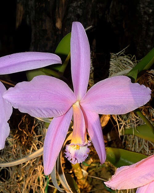 Jonghe's cattleya: Cattleya jongheana