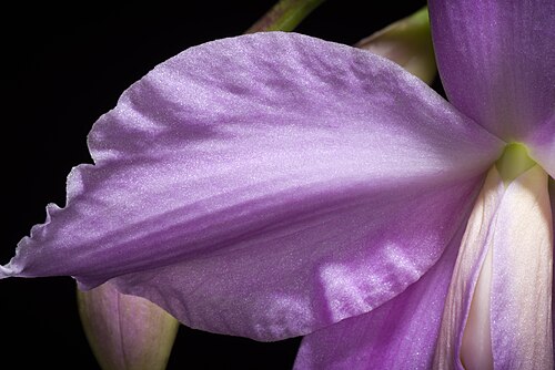Jonghe's cattleya: [Minas Gerais, Brazil] SUBGENUS Crispae SECTION Hadrolaelia Schlechter Distribution: Brazil (Minas Gerais) (84 BZL) Homotypic Synonyms: Bletia jongheana (Rchb.f