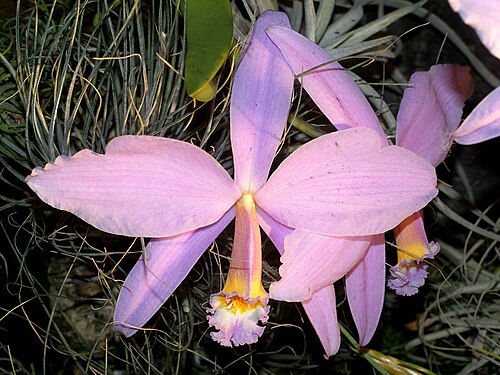 Jonghe's cattleya: Cattleya jongheana