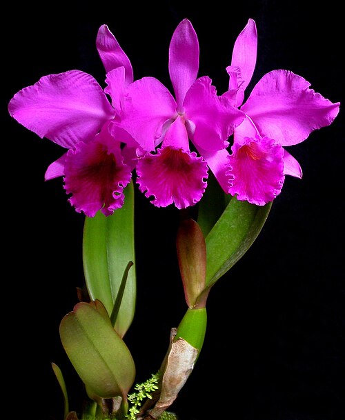 Crimson cattleya: Cattleya labiata