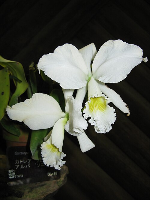 Crimson cattleya: Cattleya labiata var. alba 'Sonia' Place:Osaka Prefectural Flower Garden,Osaka,Japan