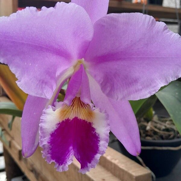 Crimson cattleya (Cattleya labiata)