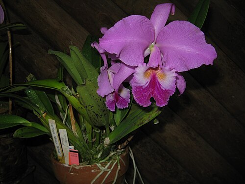 Crimson cattleya: Cattleya labiata 'Helena' Place:Osaka Prefectural Flower Garden,Osaka,Japan