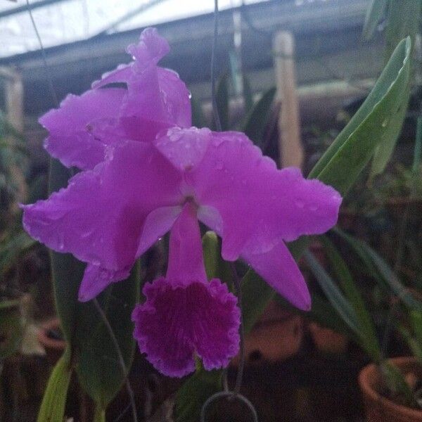 Crimson cattleya (Cattleya labiata)