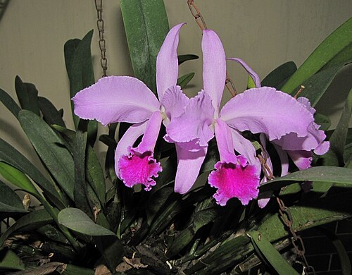 Crimson cattleya: Cattleya labiata, found in Lugar / Place / Lieu : Cagua, Estado Aragua, Venezuela.