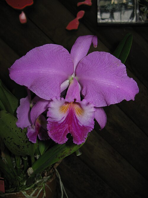 Crimson cattleya: Cattleya labiata 'Helena' Place:Osaka Prefectural Flower Garden,Osaka,Japan