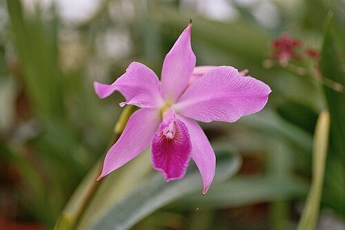 Crimson cattleya: Cattleya labiata