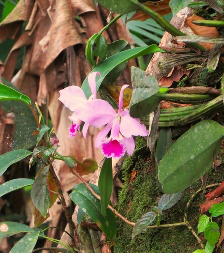 Crimson cattleya (Cattleya labiata)
