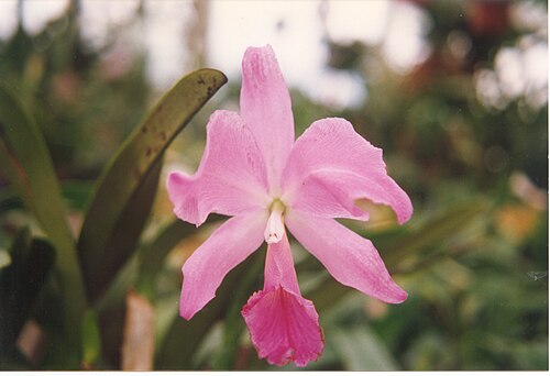 Crimson cattleya: Cattleya labiata