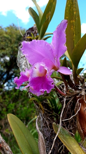 Crimson cattleya (Cattleya labiata)
