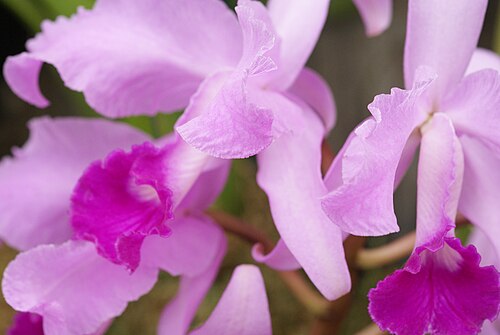 Lawrencian cattleya: Cattleya lawrenceana