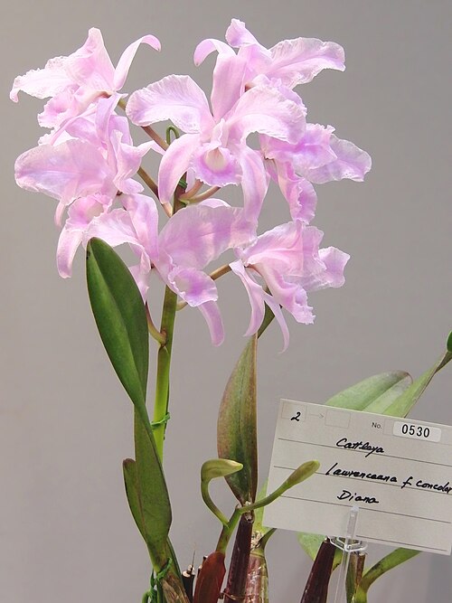 Lawrencian cattleya: Cattleya lawrenceana forma concolor 'Diana' N.S. (98 X 94mm) 2 stems 8 flowers 2 buds Hiroshima World Orchid Show 2012 in Hiroshima Industrial Hall, Hiroshima J