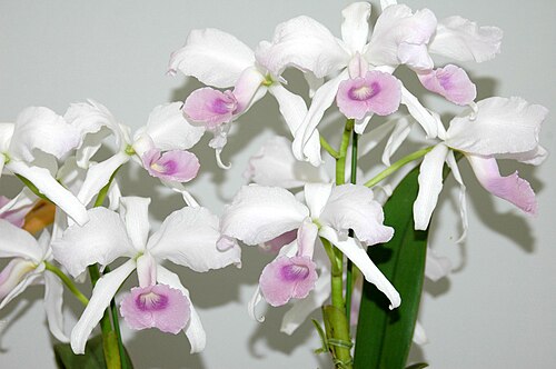 Lawrencian cattleya: Cattleya lawrenceana forma delicata 'El Paraiso' NS (96 X 90mm) 2 stems 12 flowers. Okayama Orchid Festival 2009 in Okayama Dome, Okayama Japan.