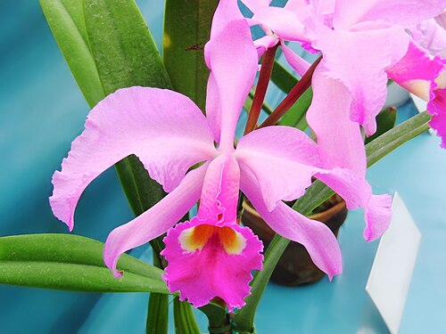 Lawrencian cattleya: Cattleya lawrenceana tipo 'Tetra' N.S. (130 X 125mm) 1 stem 3 flowers World Orchid 2013 in Romantic Village, Utsunomiya Tochigi Japan.