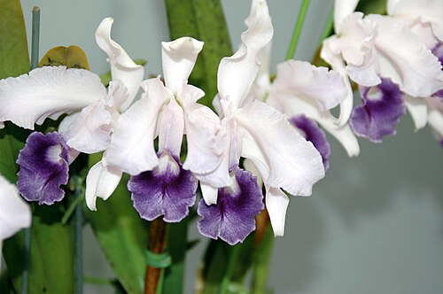 Lawrencian cattleya: Cattleya lawrenceana forma coerulea 'Aulisi' N.S. (65 X 95mm) 2 stems 7 flowers Okayama Orchid Festival & Rose, Gardening Fair 2010 in Okayama Dome, Okayama Jap