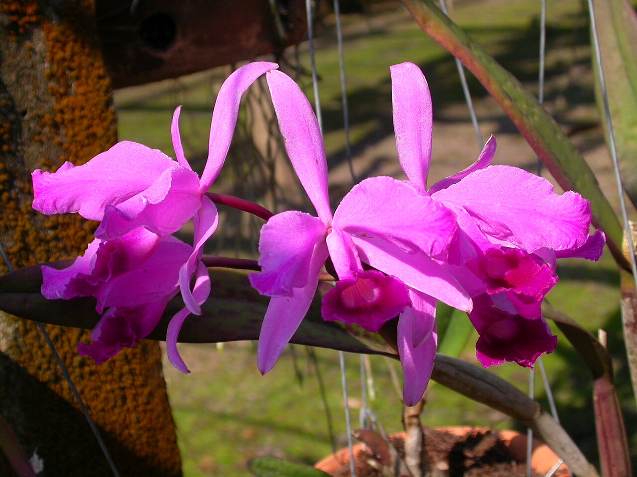Lawrencian cattleya: Cattleya lawrenceana