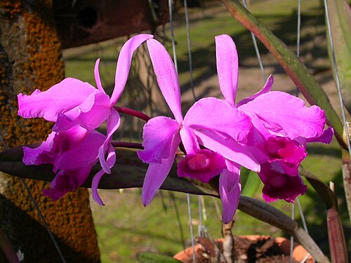 Lawrencian cattleya: Cattleya lawrenceana