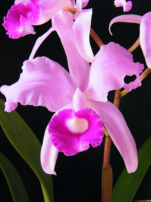 Lawrencian cattleya: orquídea