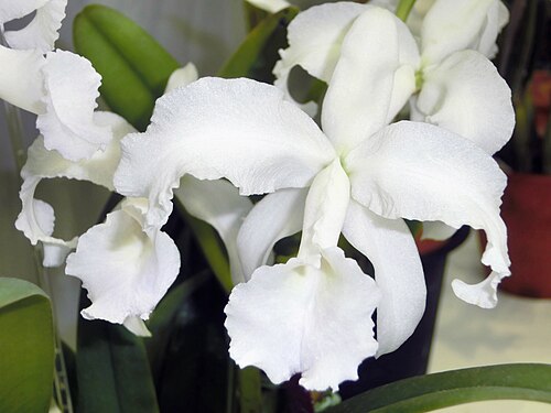 Lawrencian cattleya: Cattleya lawrenceana forma albescens 'Seiho' N.S. (95 X 102mm) 4 stems 8 flowers. 21st Tohoku Orchid Show Rose & Gardening Festa 2015 in Yume Messe Miyagi, Send