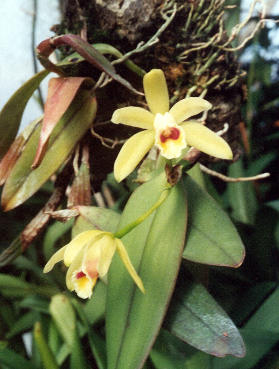 Cattleya luteola: Cattleya luteola