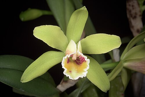 Cattleya luteola: SUBGENUS Stellata Withner 1988 Distribution: N. Brazil, Ecuador to Bolivia 83 BOL ECU PER 84 BZN Found in Southern America Brazil Brazil North, Western South Am