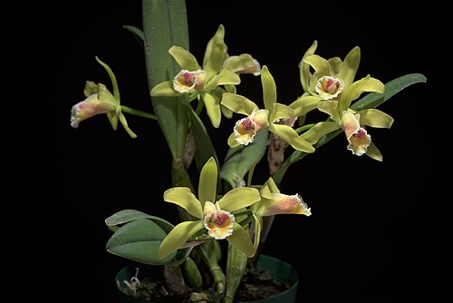 Cattleya luteola: SUBGENUS Stellata Withner 1988 Distribution: N. Brazil, Ecuador to Bolivia 83 BOL ECU PER 84 BZN Found in Southern America Brazil Brazil North, Western South Am