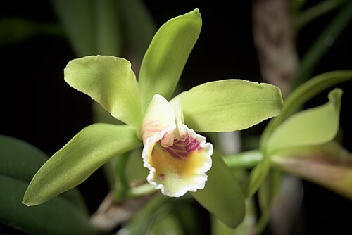 Cattleya luteola: SUBGENUS Stellata Withner 1988 Distribution: N. Brazil, Ecuador to Bolivia 83 BOL ECU PER 84 BZN Found in Southern America Brazil Brazil North, Western South Am