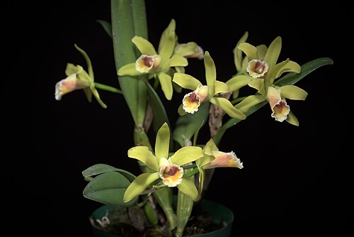 Cattleya luteola: SUBGENUS Stellata Withner 1988 Distribution: N. Brazil, Ecuador to Bolivia 83 BOL ECU PER 84 BZN Found in Southern America Brazil Brazil North, Western South Am
